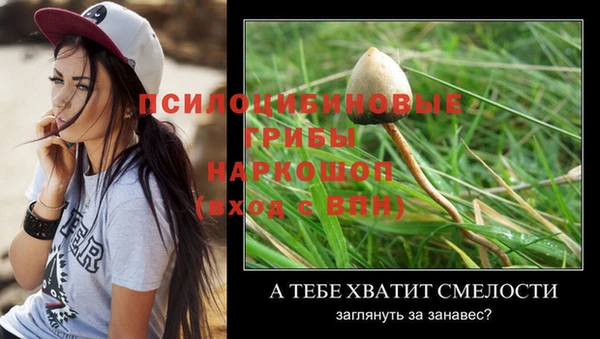 прущие грибы Аркадак