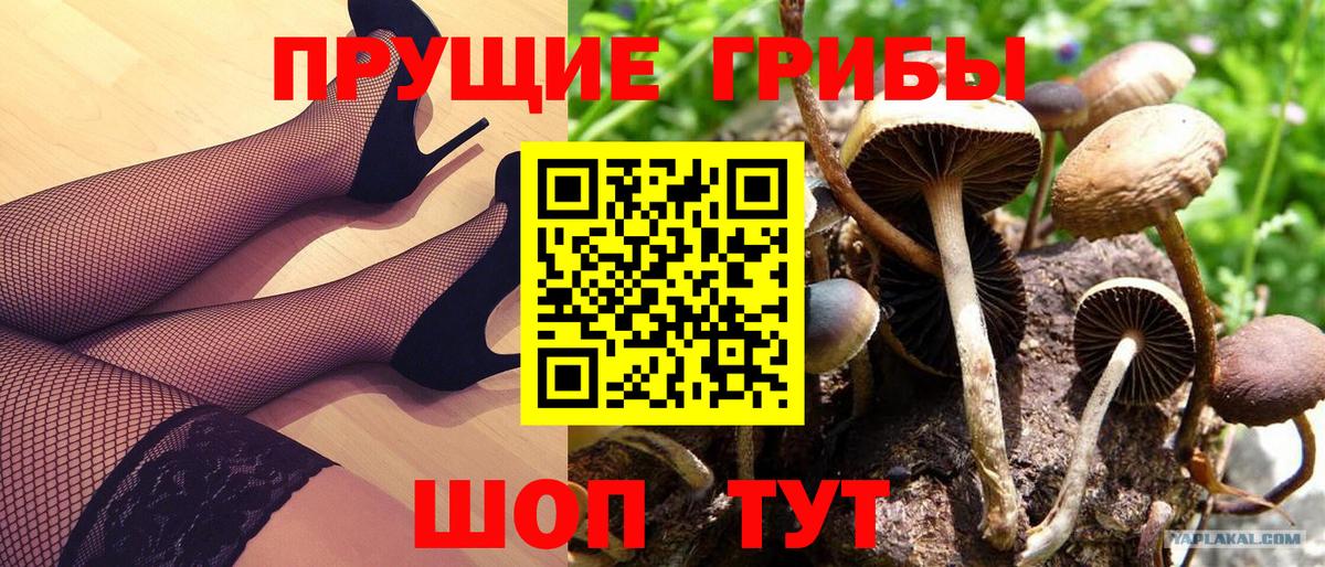 Псилоцибиновые грибы мицелий  Галлюциногенные грибы Cubensis  Великий Новгород  где найти   Вход с VPN 